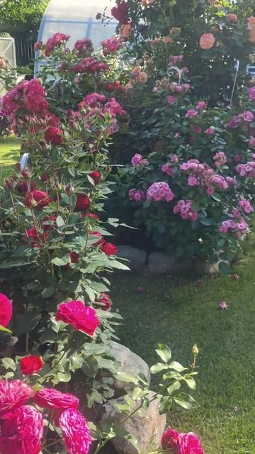 Тихий июльский вечер #сад #розы #gardenroses #gardenflowers #цветы #садоводство смотреть онлайн