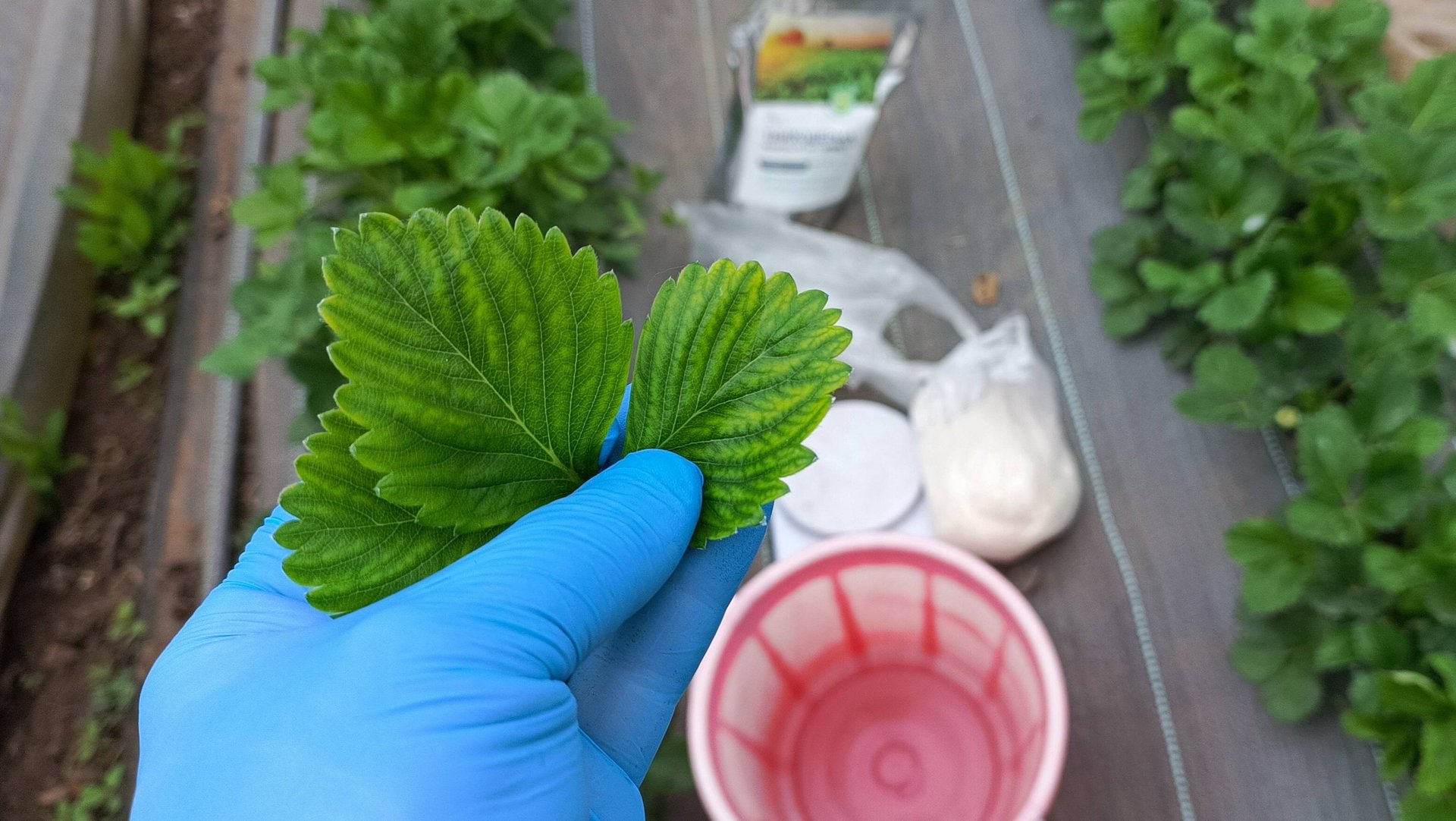 Желтеют листья клубники? Спасаем урожай за 3 шага! Личный опыт + дозировки. Мой рабочий рецепт! смотреть онлайн