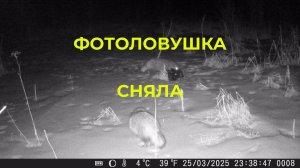 На вездеходе к фотоловушке Смотрим кого она сняла