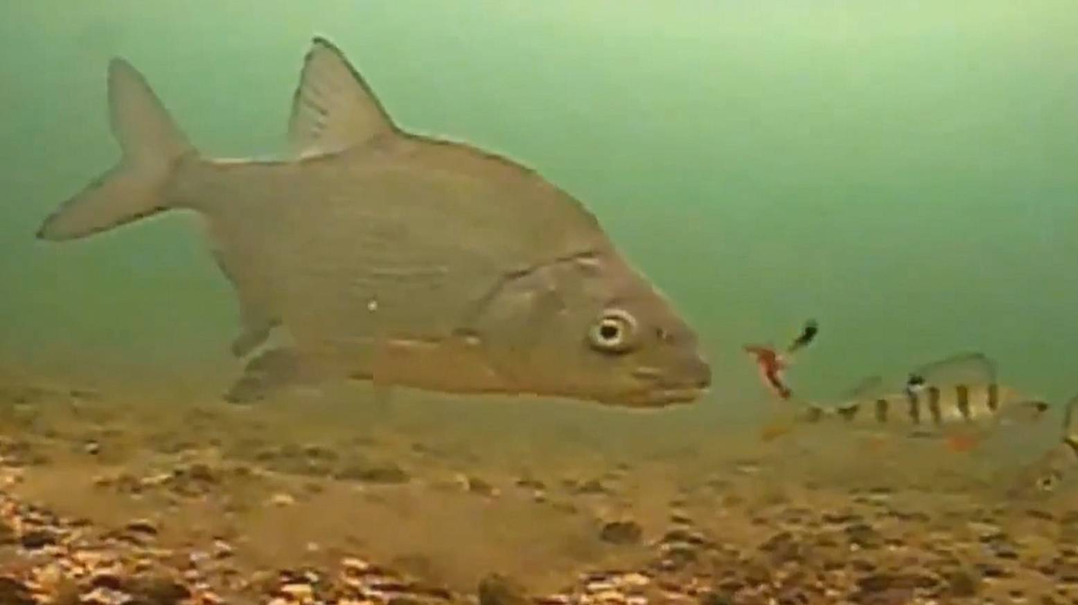 Коротко о результатах недавней рыбалки