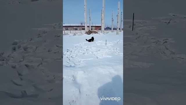 Охота на мышей смотреть онлайн