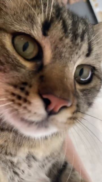 Вот оно 😀 счастье Нет его слаще🥰 Купили дом в Краснодарском крае🤩 смотреть онлайн