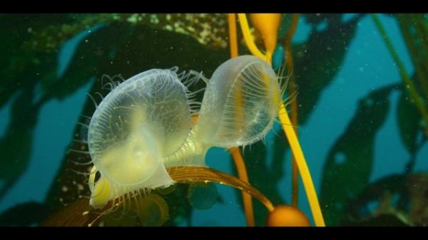 Наши океаны 1 серия «Тихий океан» (документальный сериал, 2024)