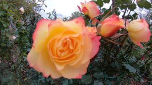 Роза шраб Лэнд Луст  Land Lust Цветение роз в октябре