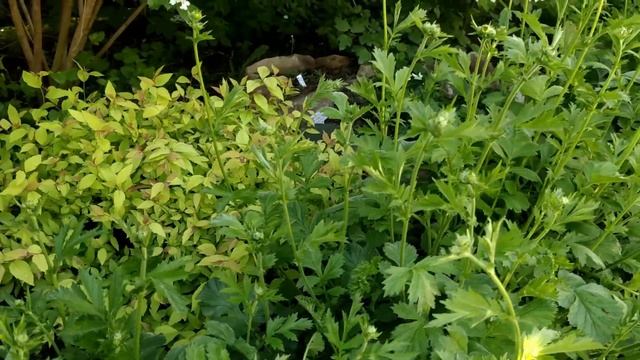 Обзор сада/Посеяла красивые цветы/Баковая смесь для обработки розариев/Работы в саду смотреть онлайн