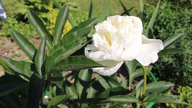 Цветение пионов. 27 июня смотреть онлайн