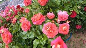 Цветение розы Соммерзоне Sommersonne