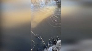 Река Красненькая рыбалка в СПб