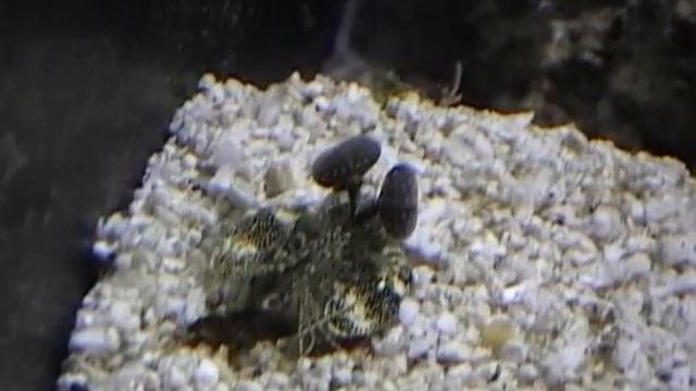 Zebra Mantis Shrimp Attack смотреть онлайн