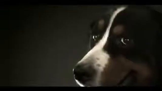 Purina® Pro Plan® Miradas смотреть онлайн