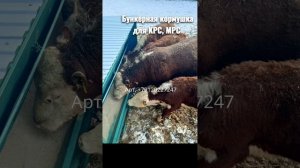 Бункерная кормушка для КРС, МРС