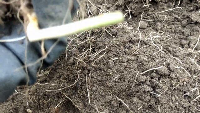 Формируем живую изгородь/ Выкапываем тюльпаны/ПЕРВЫЕ цветки роз и ИРИСЫ как бархат/Петунии как розы смотреть онлайн