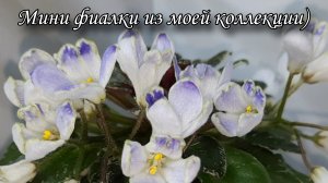 Цветущие мини фиалки из моей коллекции)