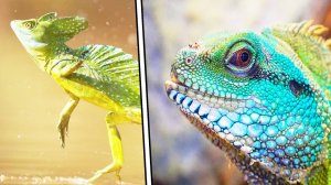 Интересные факты про ящериц