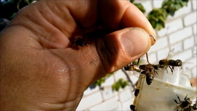 Пчеловодство Еще рой 29 августа Beekeeping another swarm of August 29 смотреть онлайн
