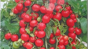 Помидоры "Балконное чудо"-ожидание и реальность.