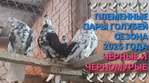 🕊🕊🕊 Племенные пары сезона 2025 года. Чёрные и черномурые. Николаевские голуби в Каменоломни.