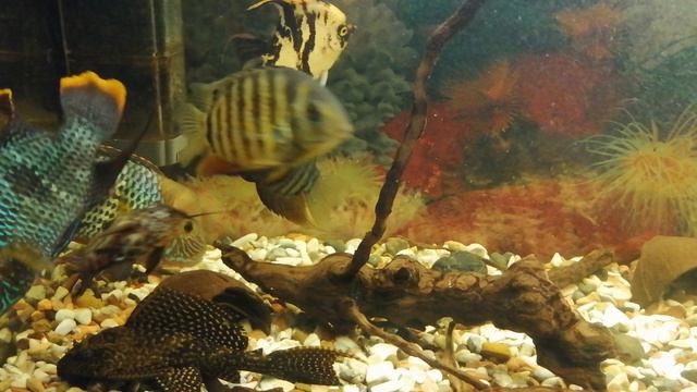 Аквариумные рыбки 🐟🐟