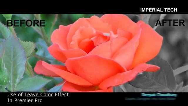 premiere pro effect | leave color effect,color isolation effect in premiere pro cc #effects #deepak смотреть онлайн