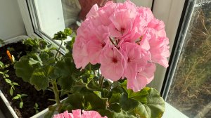 Хотел ответить на КОММЕНТАРИЙ 🤔,но не тут то было 😆Обрезала СИРЕНЬ. САМСА для МУЖА.