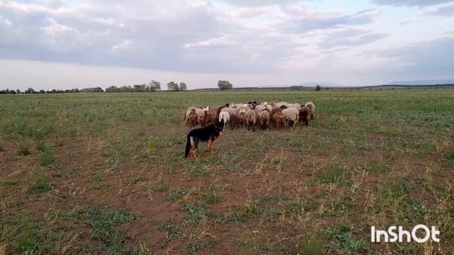 Как я обучал собаку, пасти овец.🐑... смотреть онлайн