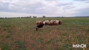 Как я обучал собаку, пасти овец.🐑...