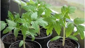 Основные болезни рассады и как лечить!