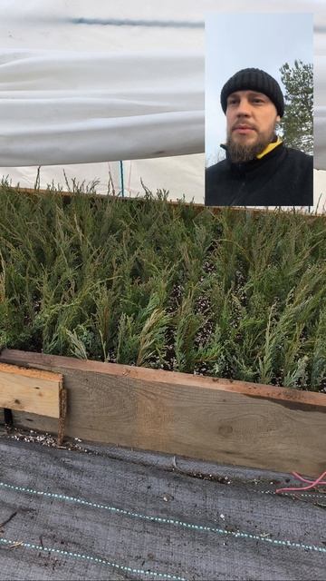 Продолжаю размножение можжевельника Скайрокет 🌲 смотреть онлайн