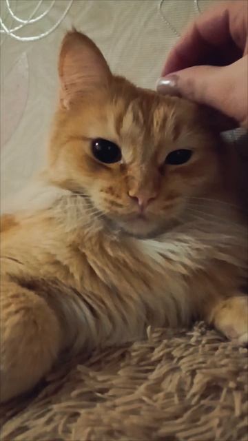 Соня отдыхает 😻🫰