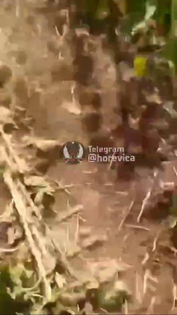 Архивные кадры самоликвидации свиноартиллерии смотреть онлайн