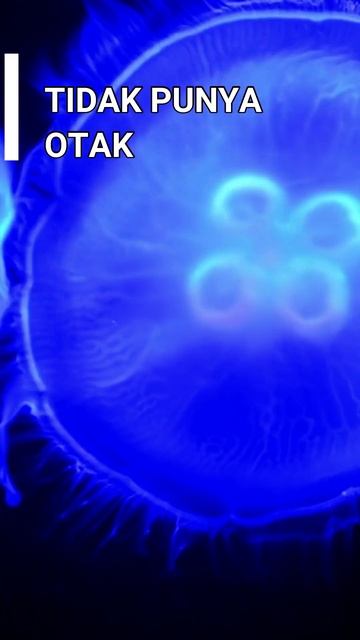 Beberapa Hal Menarik Ubur Ubur #shorts смотреть онлайн