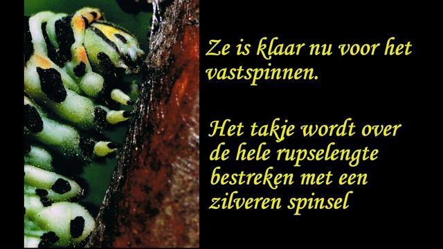 Koninginnepage--Papilio Machaon смотреть онлайн