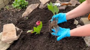 Посадка садовой орхидеи  «Венерин башмачок»