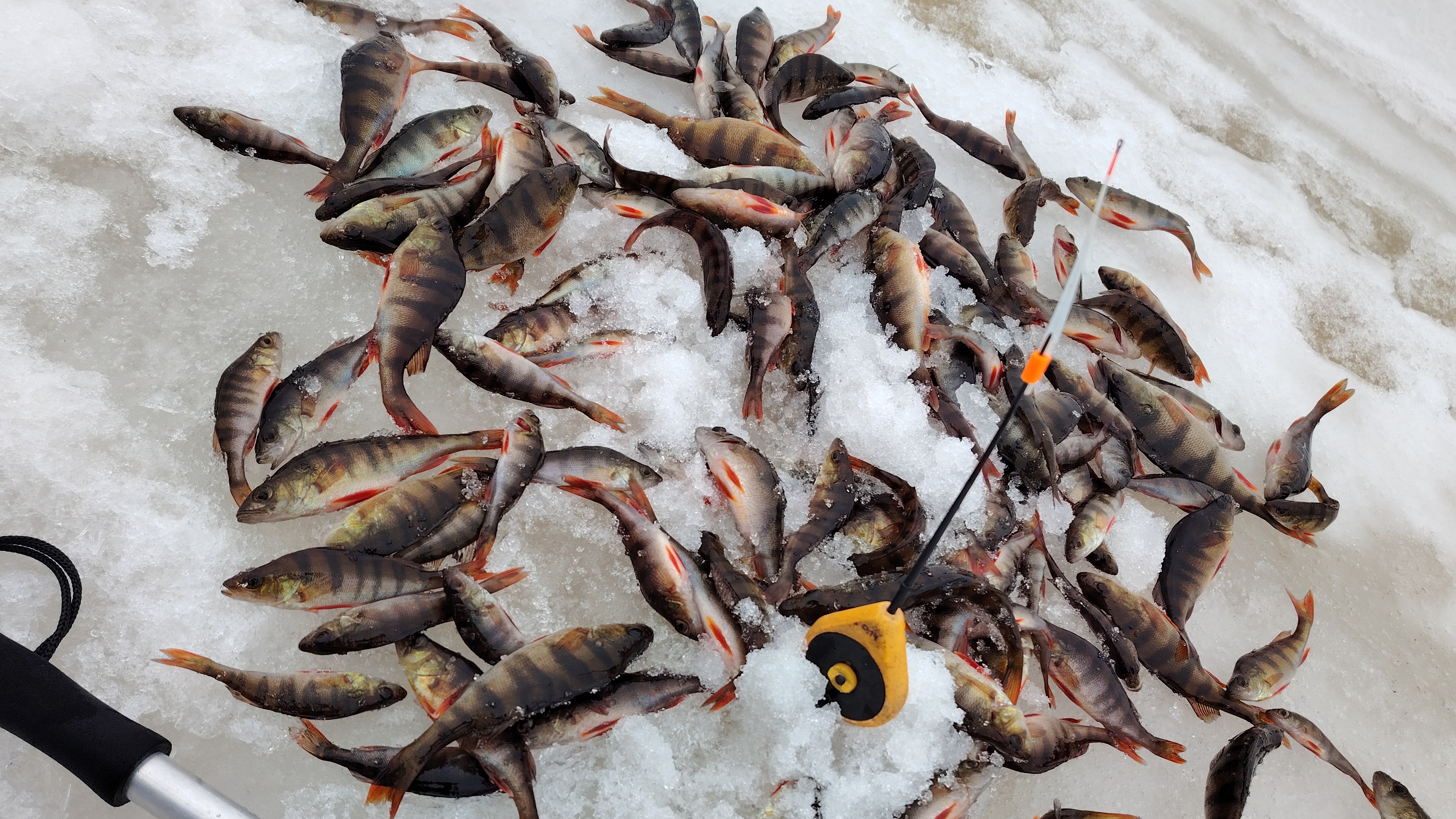 02-04-2025. За 2 часа ловли. 145шт. Все благополучно отпущены в родную стихию))) смотреть онлайн