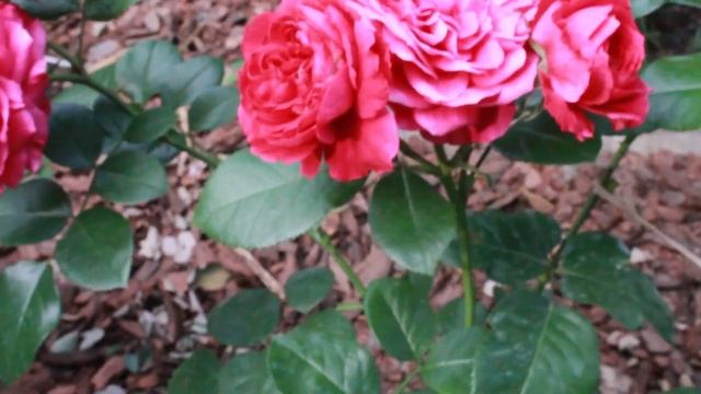 Пышноцветущие розы в начале августа смотреть онлайн