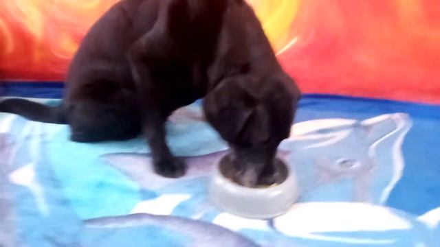 Dog eat apple. Lucky love his fruit and vegetables. смотреть онлайн