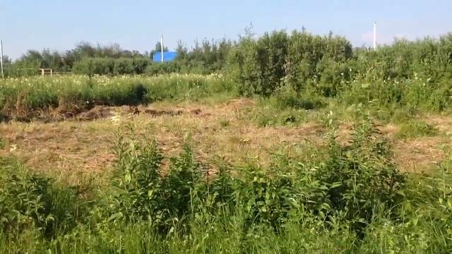 Начало освоения участка днт смотреть онлайн