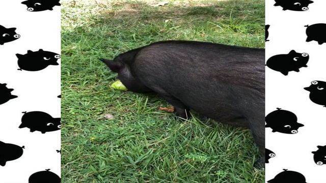 POOGIE WILL NOT SHARE HER APPLE! смотреть онлайн