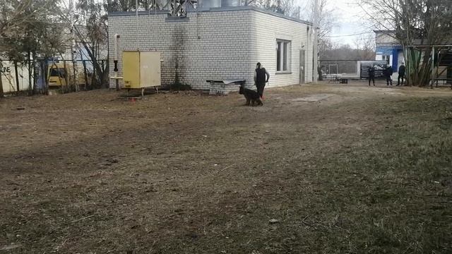 9.  выражено/пож ALINGRAND FORS ELEJN (Варгас из Белого Яра – Alingrand Fors Neya)