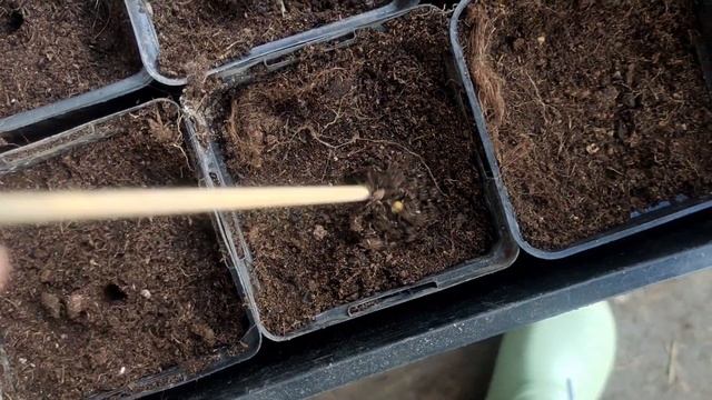 Реанимация роз. Борьба с медведкой. Сею овощи и зелень смотреть онлайн