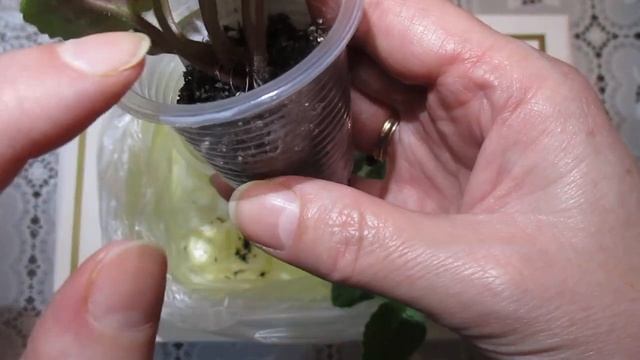 Быстрое наращивание корней у фиалки.Какие нужно выполнить условия. смотреть онлайн