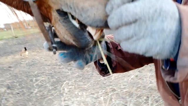 я и лошадь в деревне смотреть онлайн