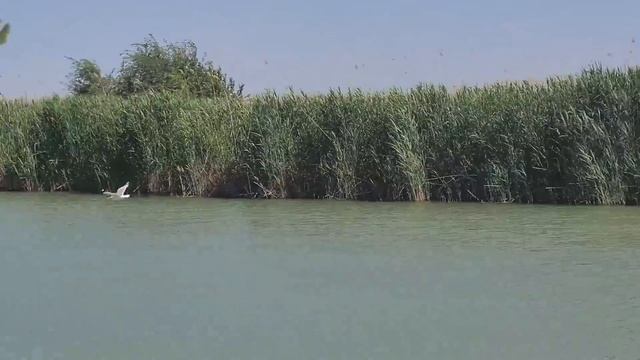 ЛОВЛЯ ДИКОГО САЗАНА НА РЕКЕ МАНЫЧ! смотреть онлайн