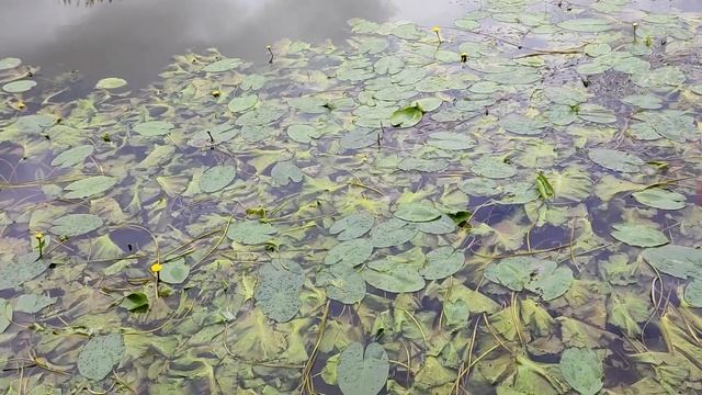 Рыбалка на Днепре в черте города; 10 июля; ловля на тейл спиннеры смотреть онлайн