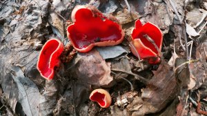 Первый выезд в лес за весенними грибами. Смоленская обл.