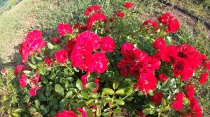 Роза Центро-роуз  (Centro-Rose)