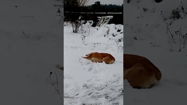 Тверской крот. смотреть онлайн
