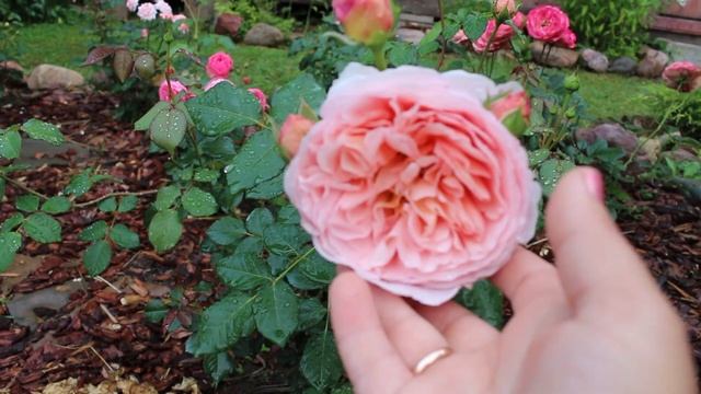 Июльский сад после ливня Цветут древовидные гортензии, розы, астильбы 18 июля смотреть онлайн