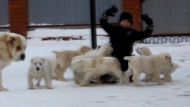 Помета Е (2 месяца) питомника ТИМЕРТАШ - декабрь 2015 смотреть онлайн