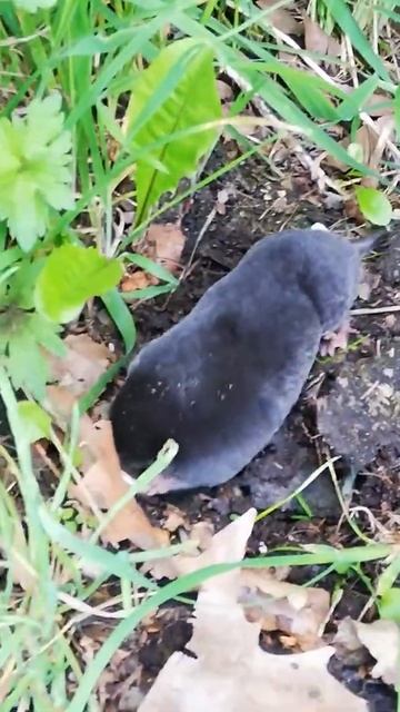 #maulwurf #mole #nature #love #awww Um ein Haar den Wurm - Wurm vs. MAULWURF - ich bin dann mal weg смотреть онлайн